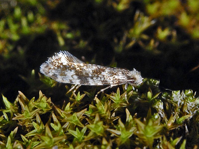 Un Microlepidottero di belle speranze - Nemapogon sp.